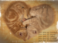 /album/kepgaleria-kepek/nature-kitty-heart-png/